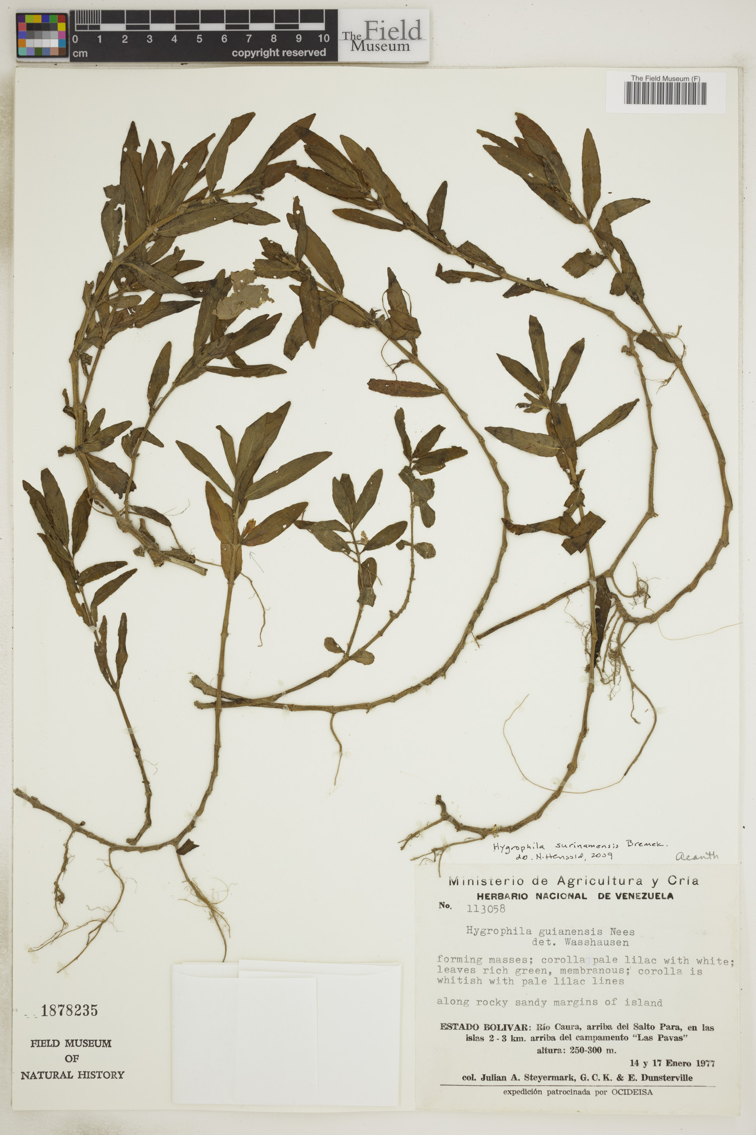 Hygrophila surinamensis image