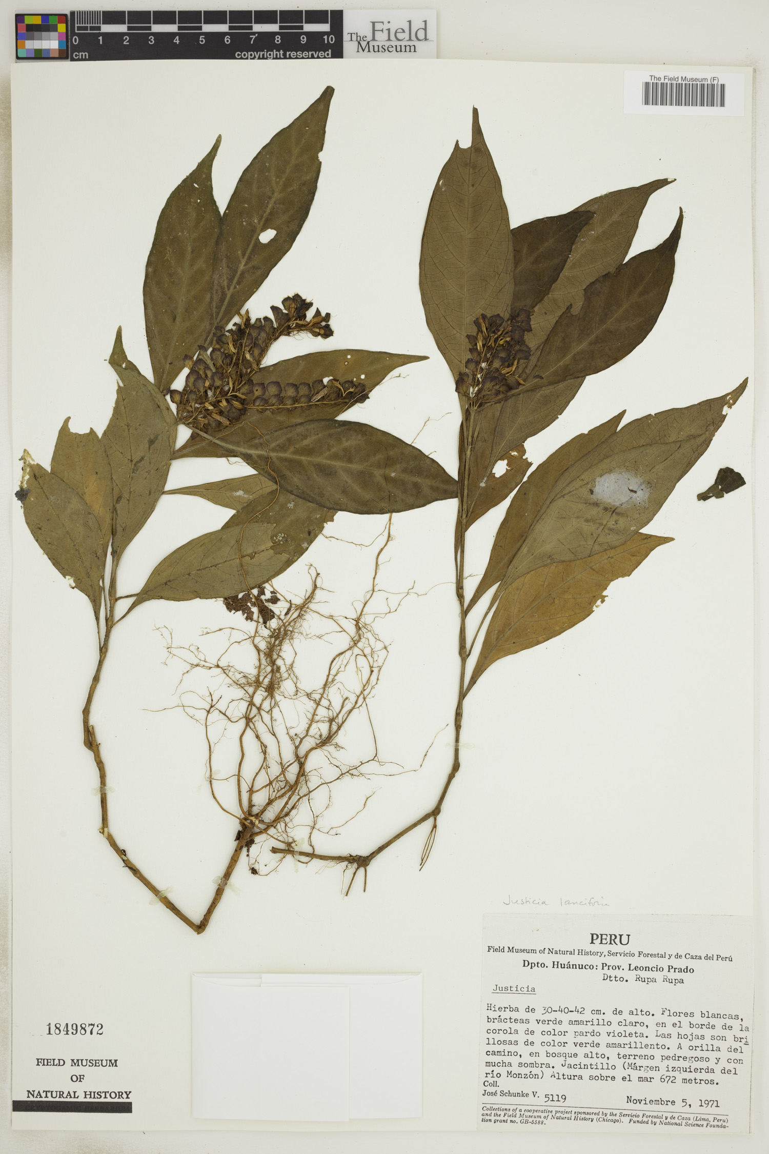 Justicia lancifolia image