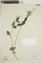 Justicia lythroides image