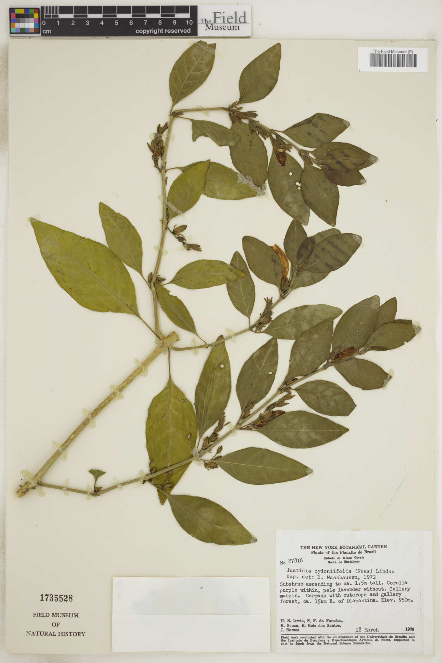 Justicia cydoniifolia image
