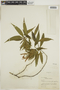 Justicia plumbaginifolia image