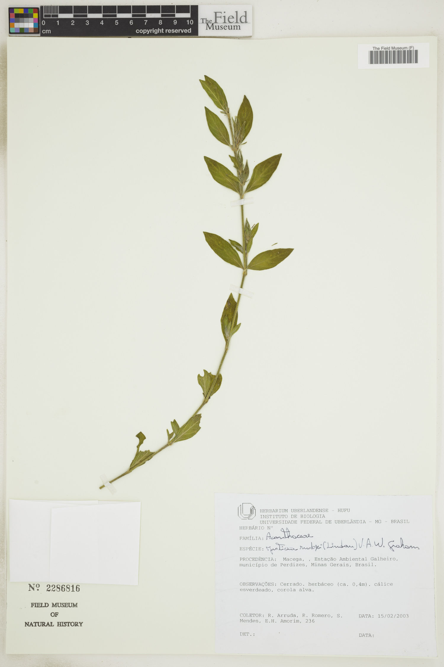 Justicia rusbyi image