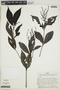Justicia tenuiflora image