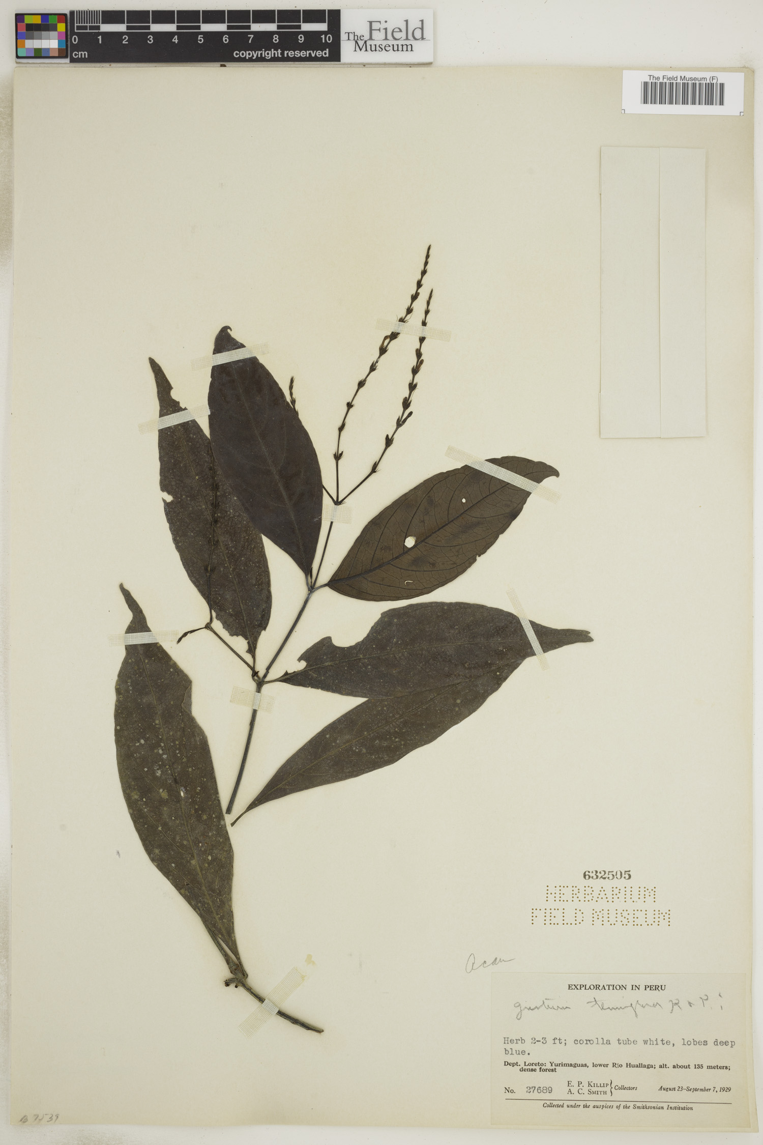 Justicia tenuiflora image