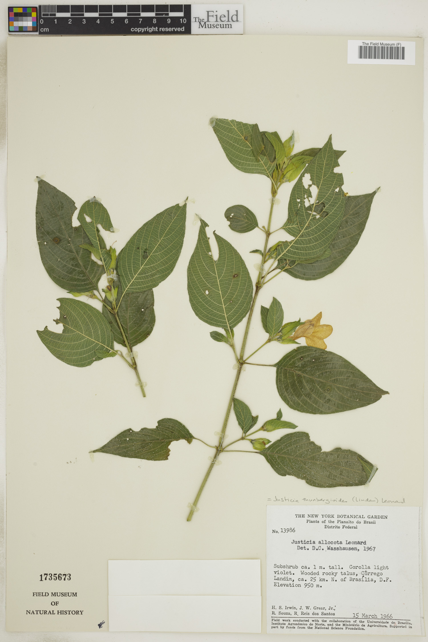 Justicia thunbergioides image