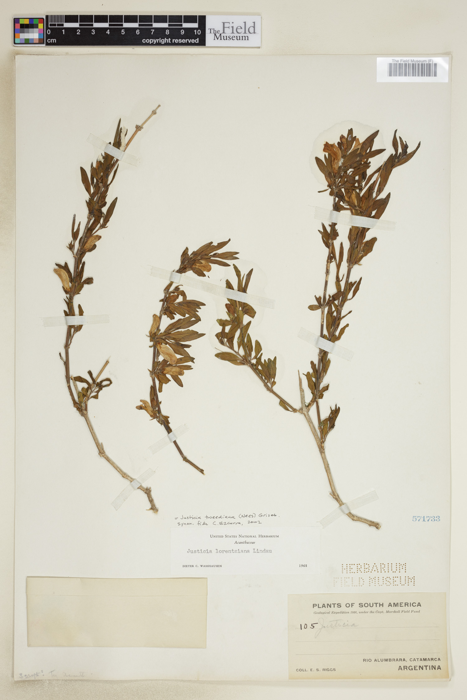 Poikilacanthus image