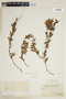 Poikilacanthus tweedianus image