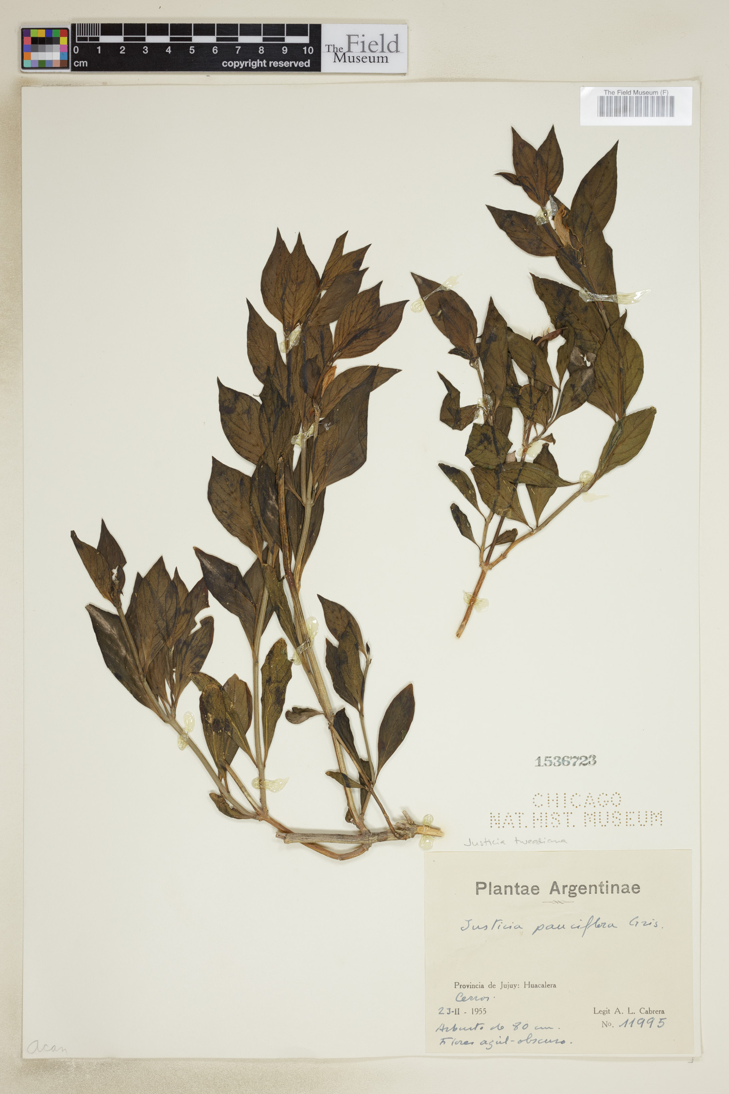 Poikilacanthus image