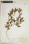 Poikilacanthus tweedianus image