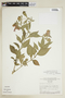 Lepidagathis floribunda image