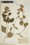Lepidagathis floribunda image