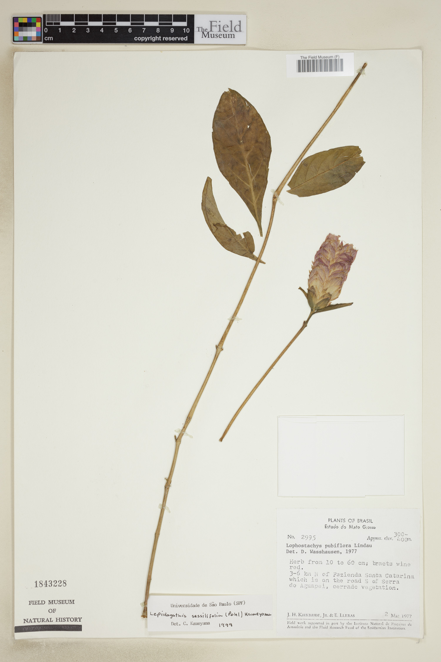 Lepidagathis sessilifolia image