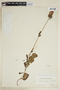 Lepidagathis sessilifolia image