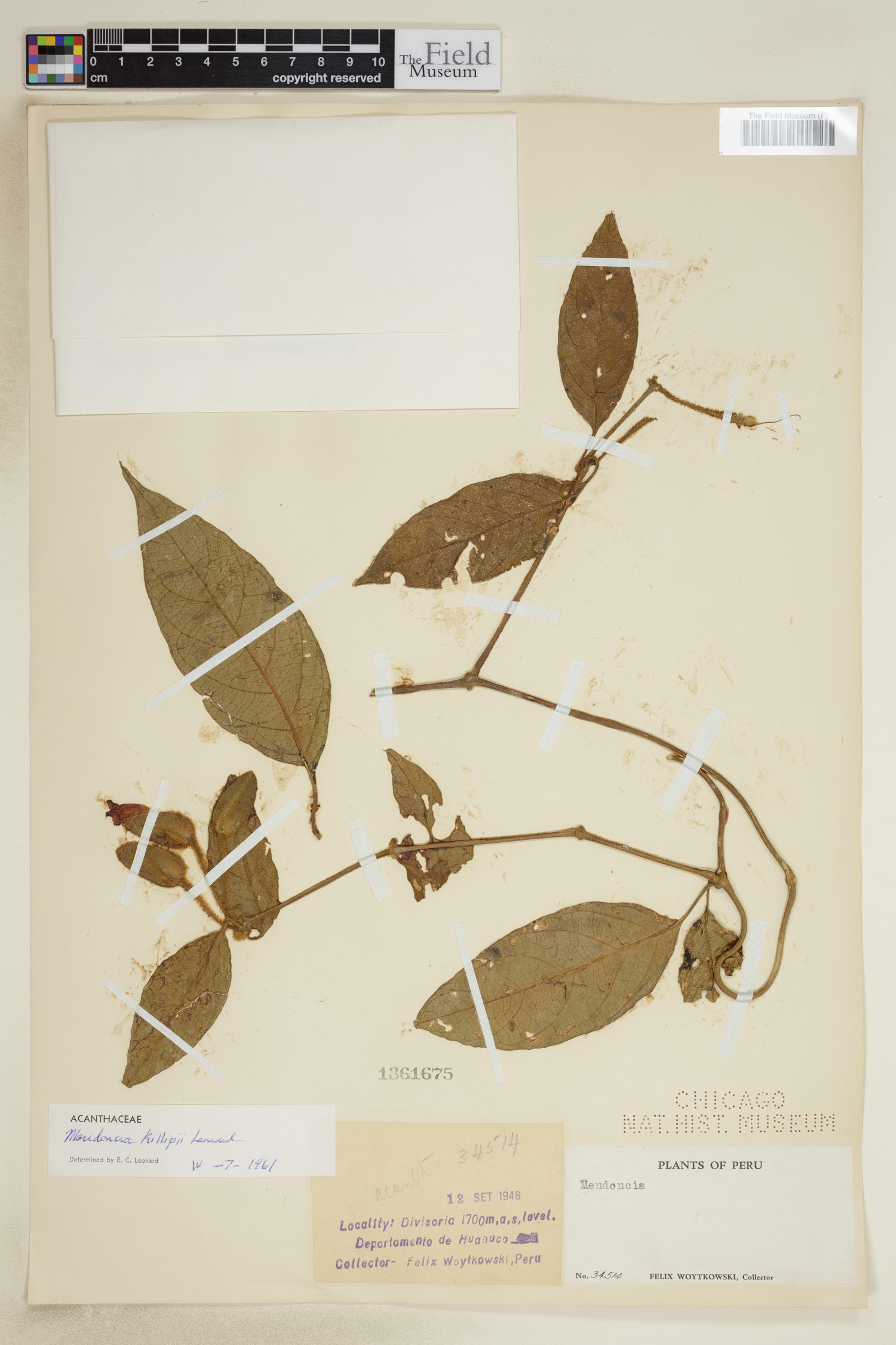 Mendoncia killipii image