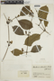 Mendoncia orbicularis image