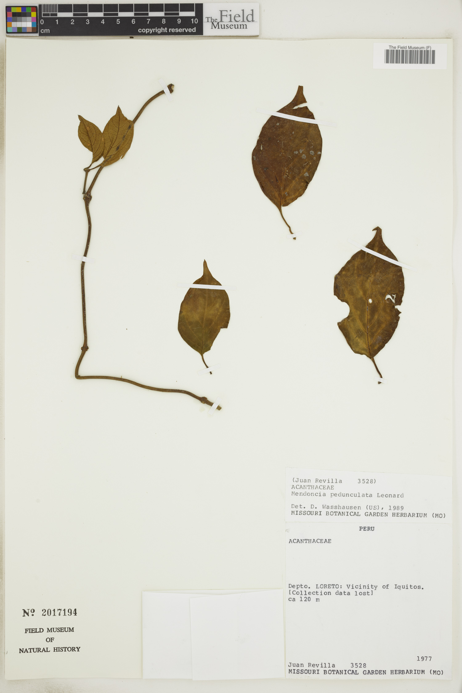 Mendoncia pedunculata image