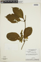 Mendoncia pedunculata image
