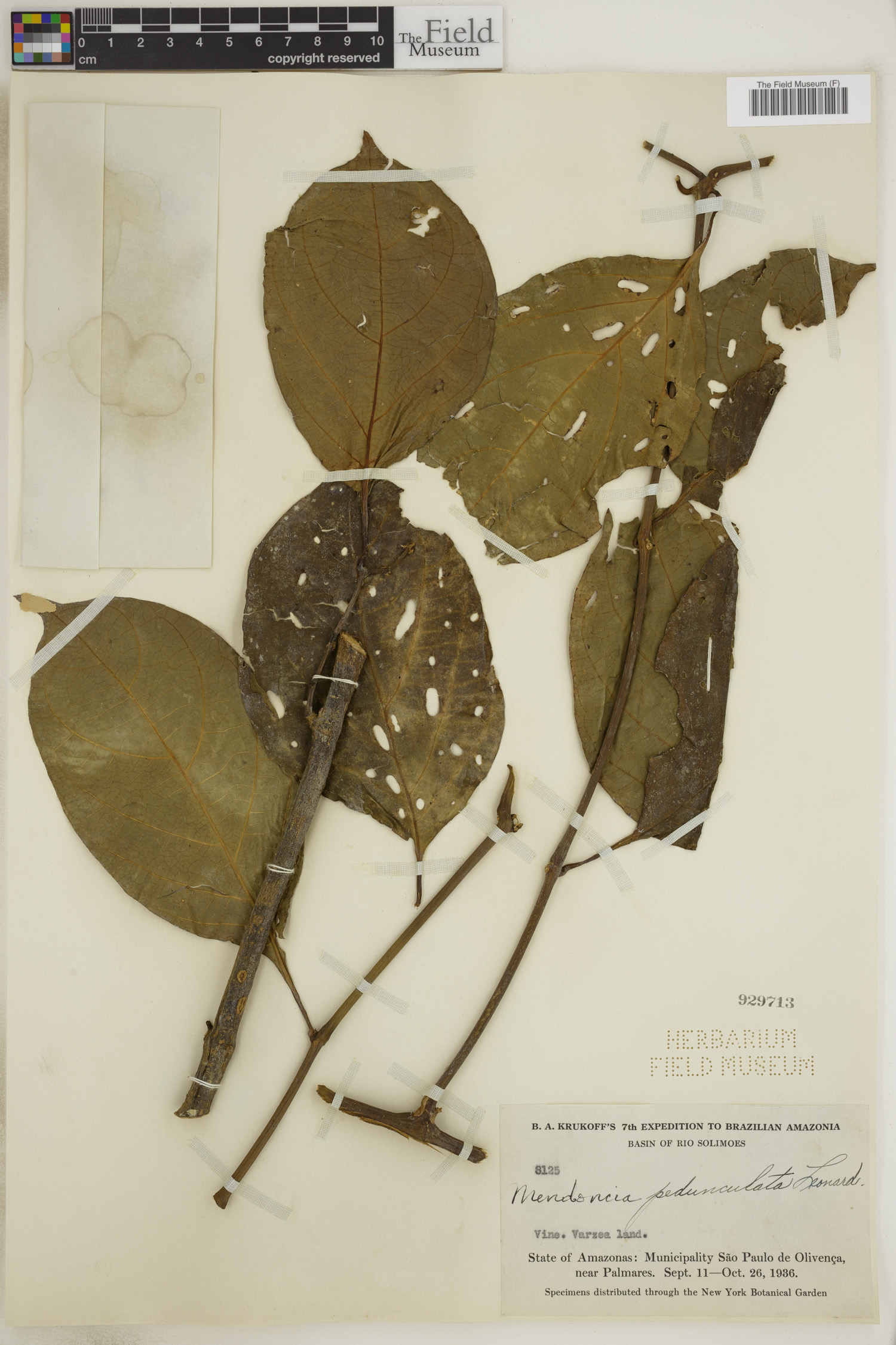 Mendoncia pedunculata image