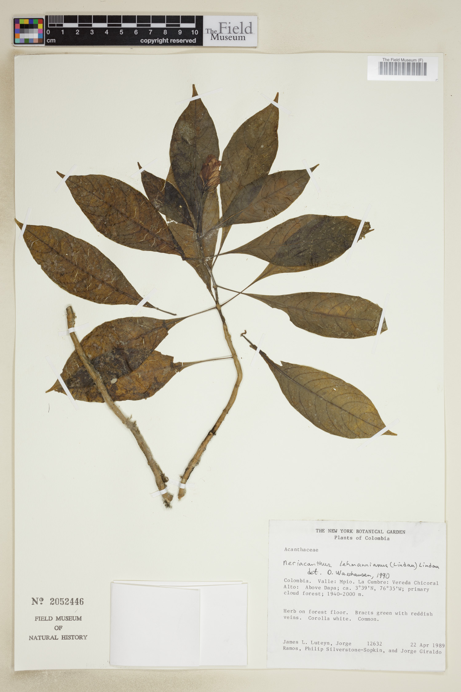 Neriacanthus lehmannianus image