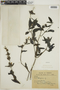Poikilacanthus glandulosus image