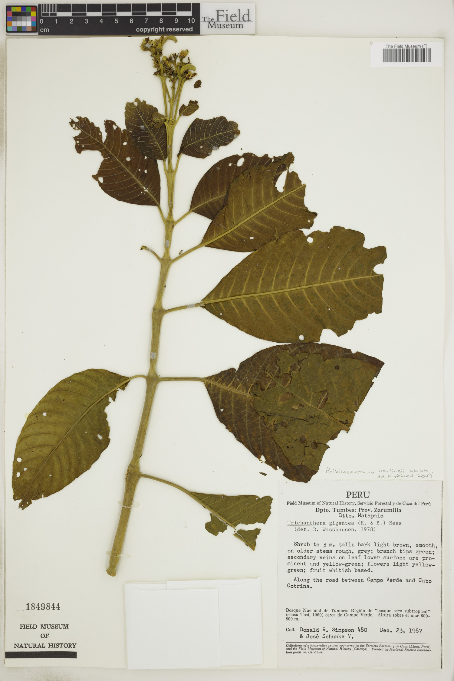 Poikilacanthus harlingii image