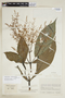 Pseuderanthemum chilianthium image