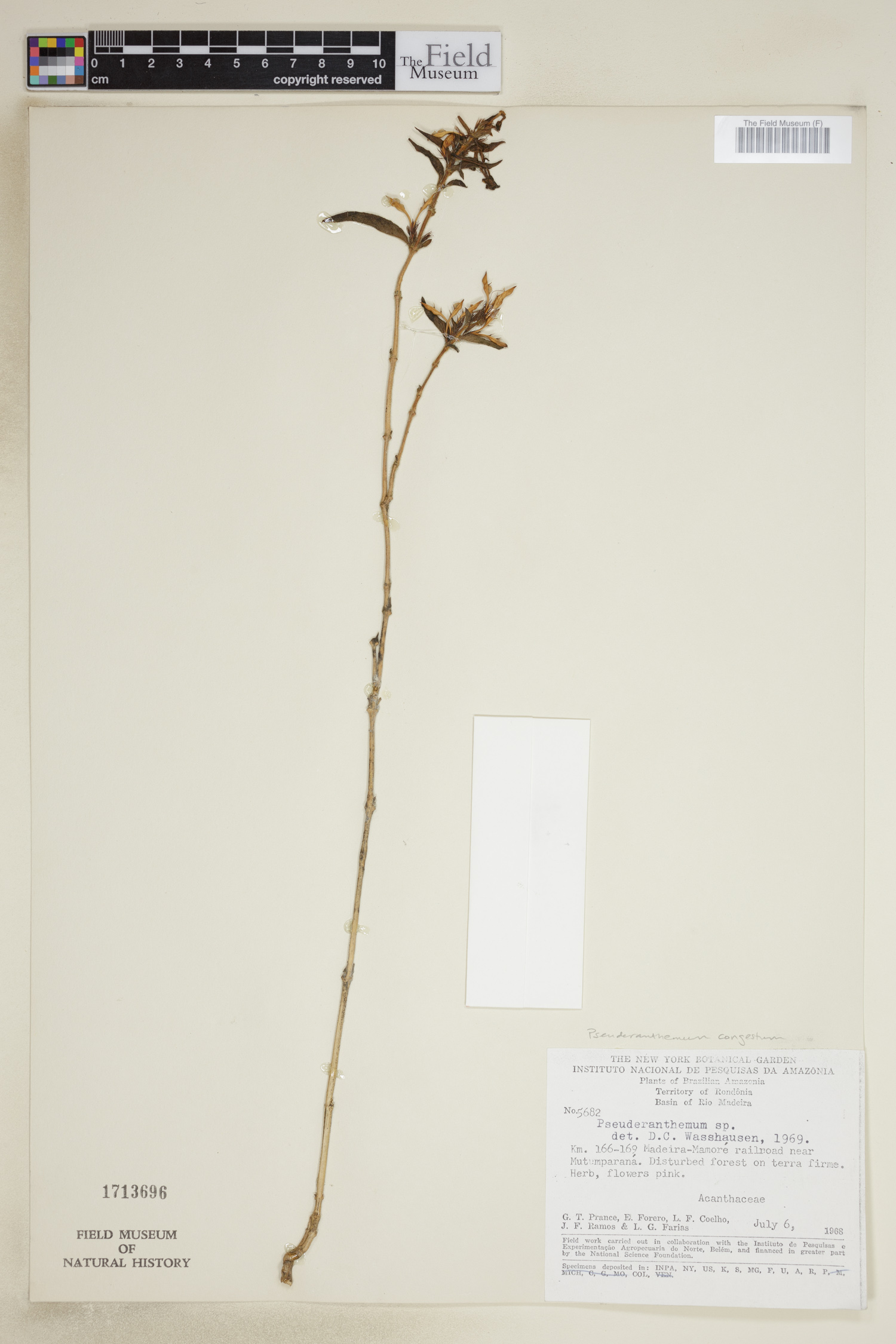 Pseuderanthemum congestum image