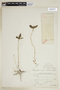 Pseuderanthemum congestum image