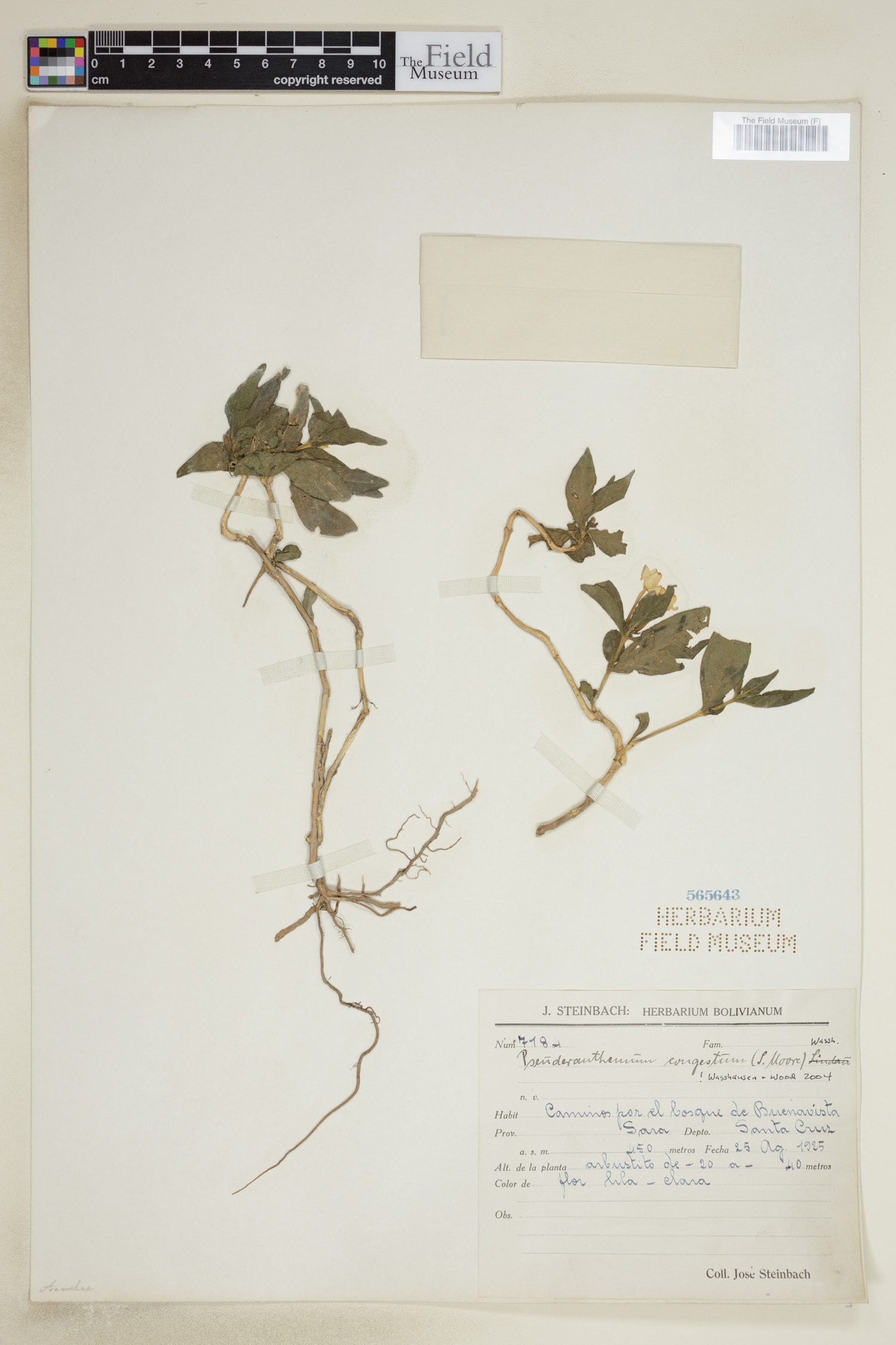 Pseuderanthemum congestum image