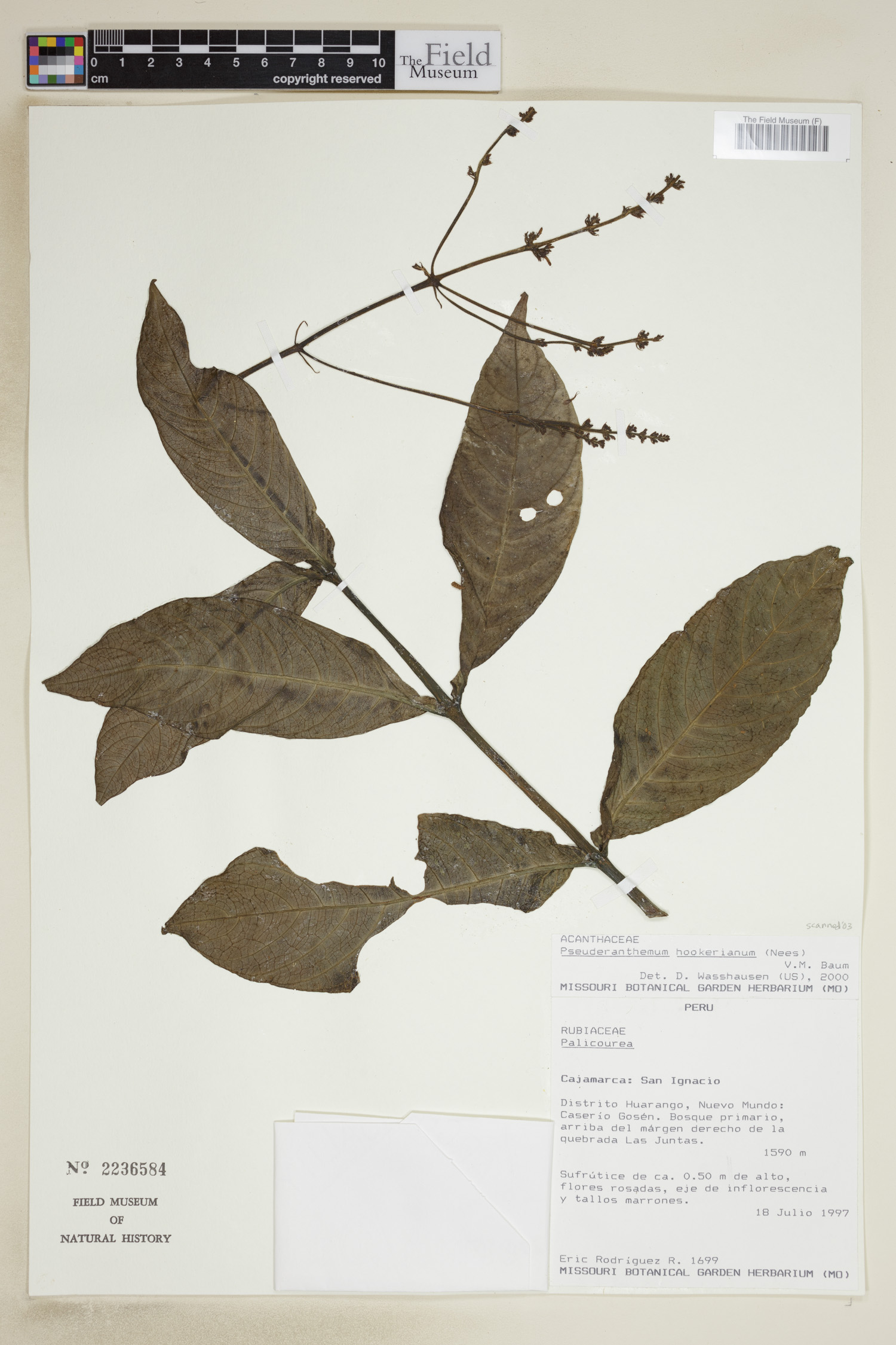 Pseuderanthemum hookerianum image