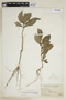 Pseuderanthemum lanceolatum image