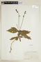 Pseuderanthemum leptorhachis image