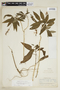 Pseuderanthemum paniculatum image