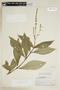 Pseuderanthemum subauriculatum image