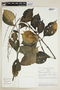 Pseuderanthemum weberbaueri image