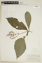 Pseuderanthemum weberbaueri image