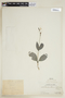 Pseuderanthemum leptorhachis image