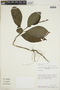 Pulchranthus variegatus image