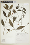 Ruellia angustiflora image