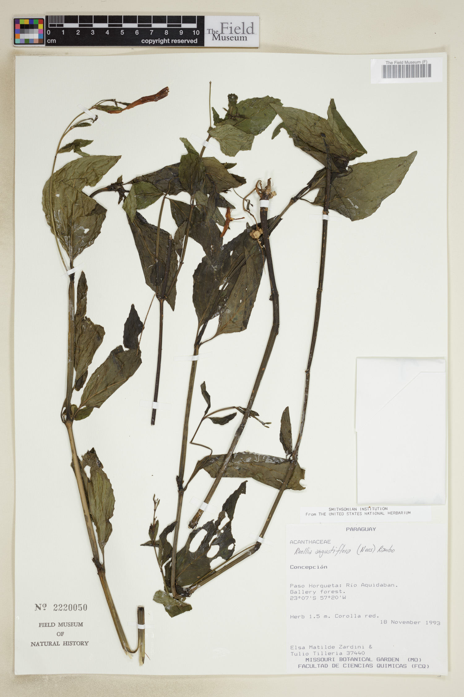 Ruellia angustiflora image