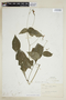 Ruellia brevifolia image