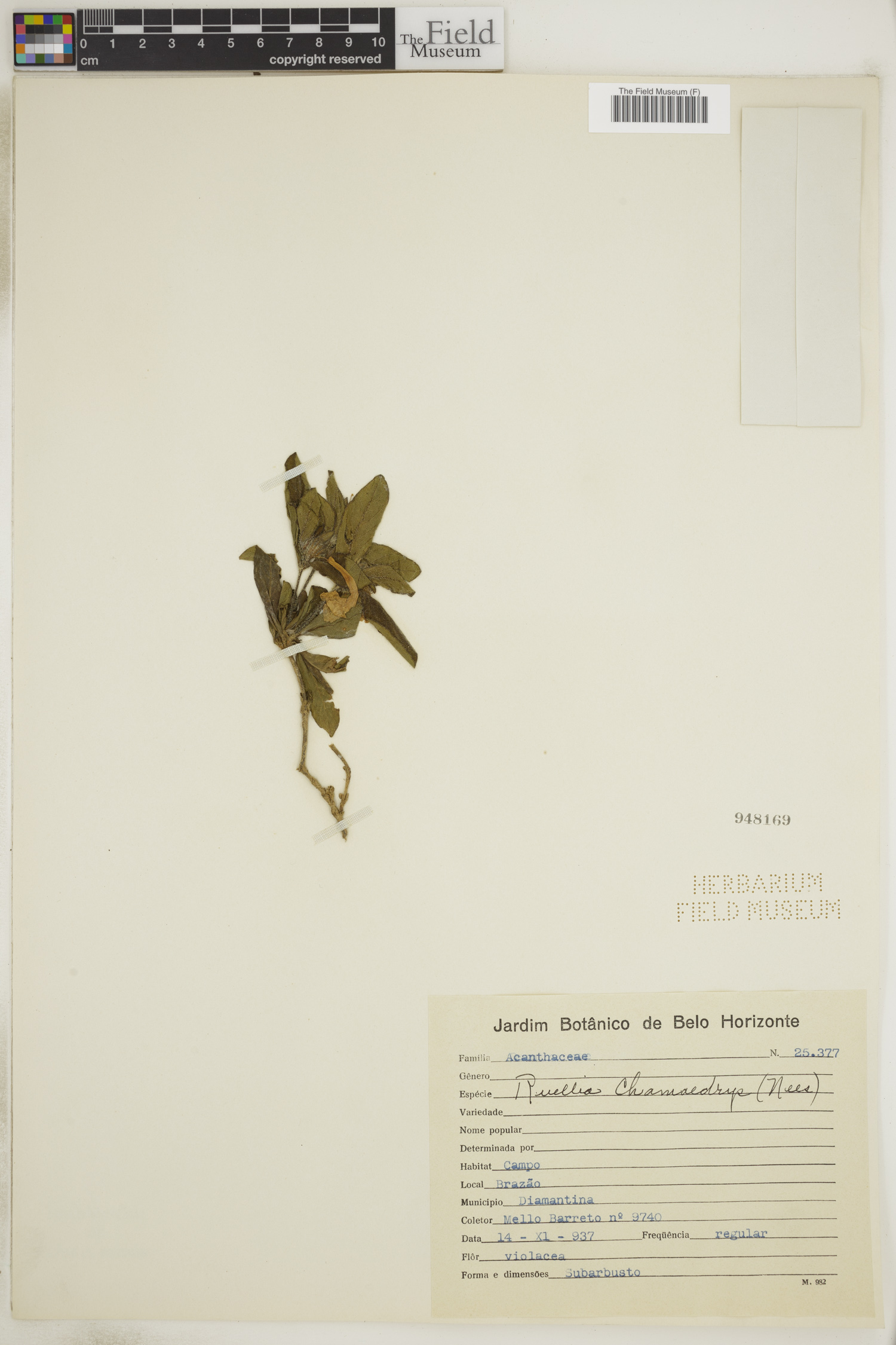 Ruellia chamaedrys image
