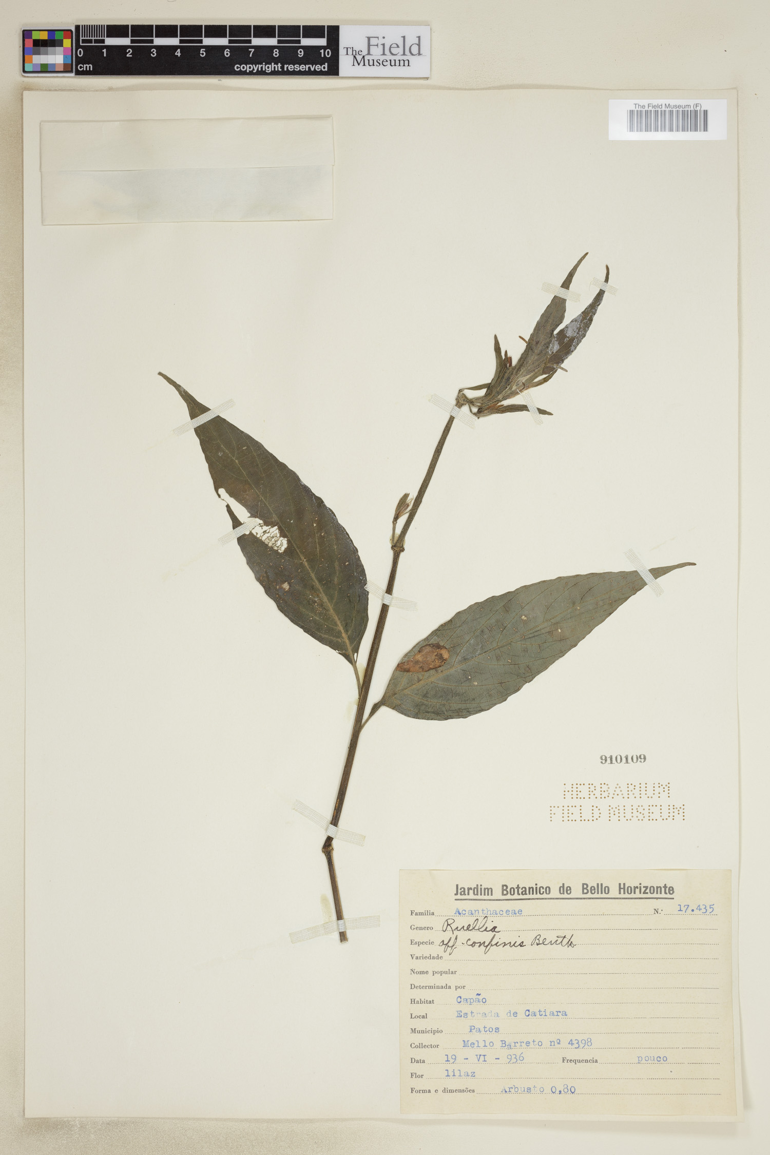 Ruellia confinis image