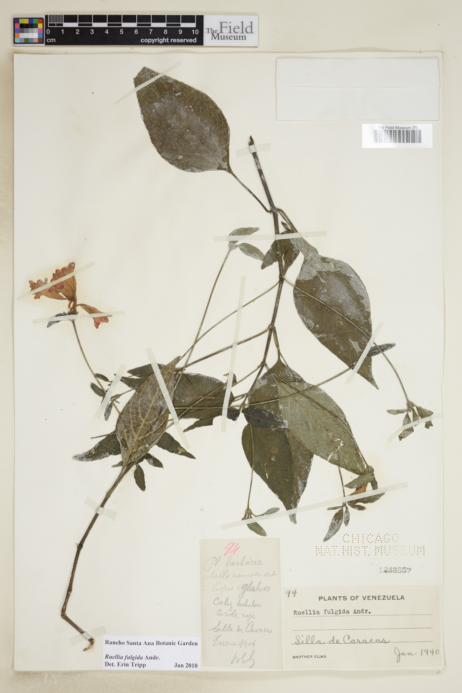 Ruellia fulgida image