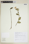 Ruellia grandiflora image