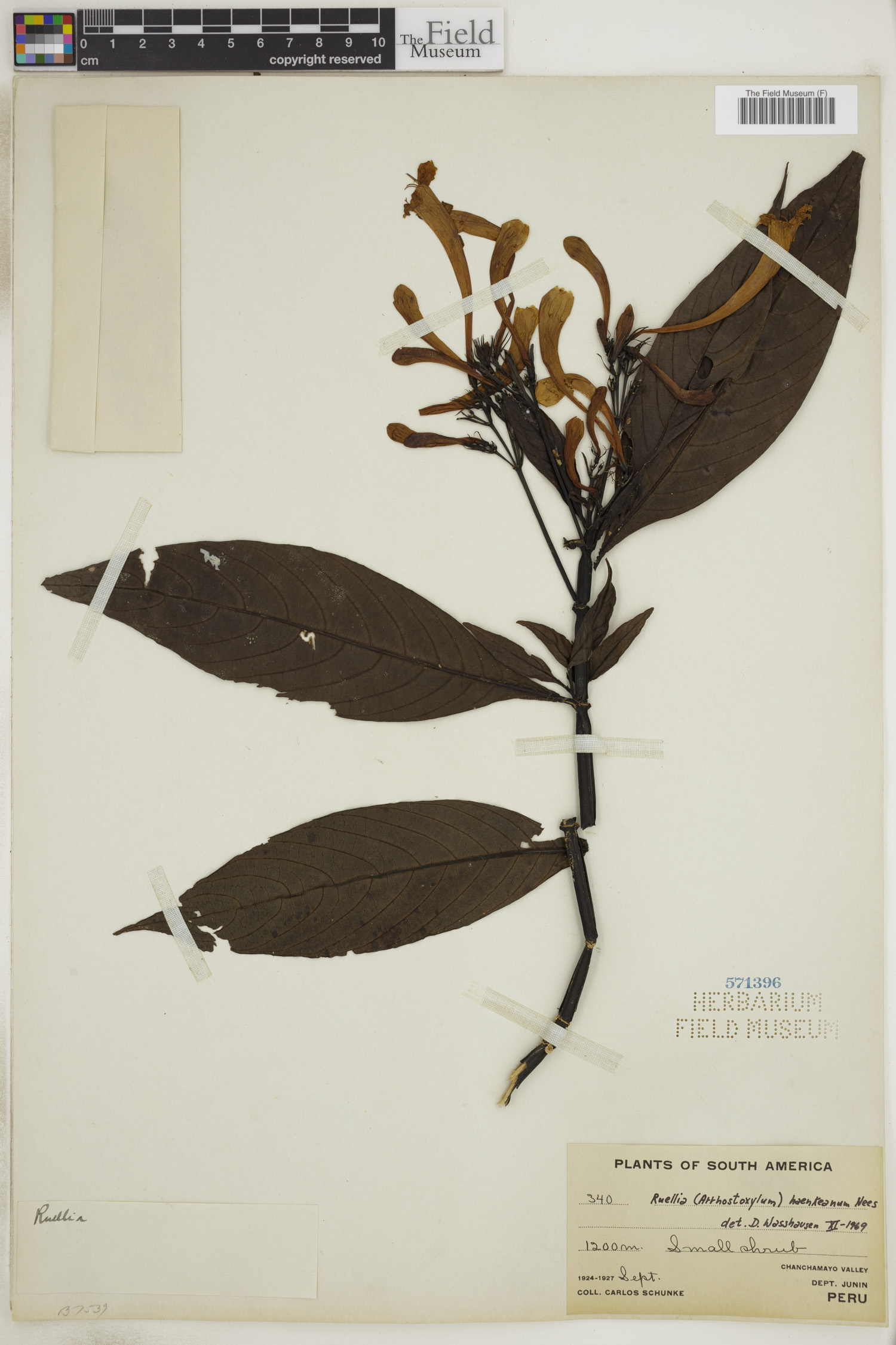 Ruellia haenkeana image