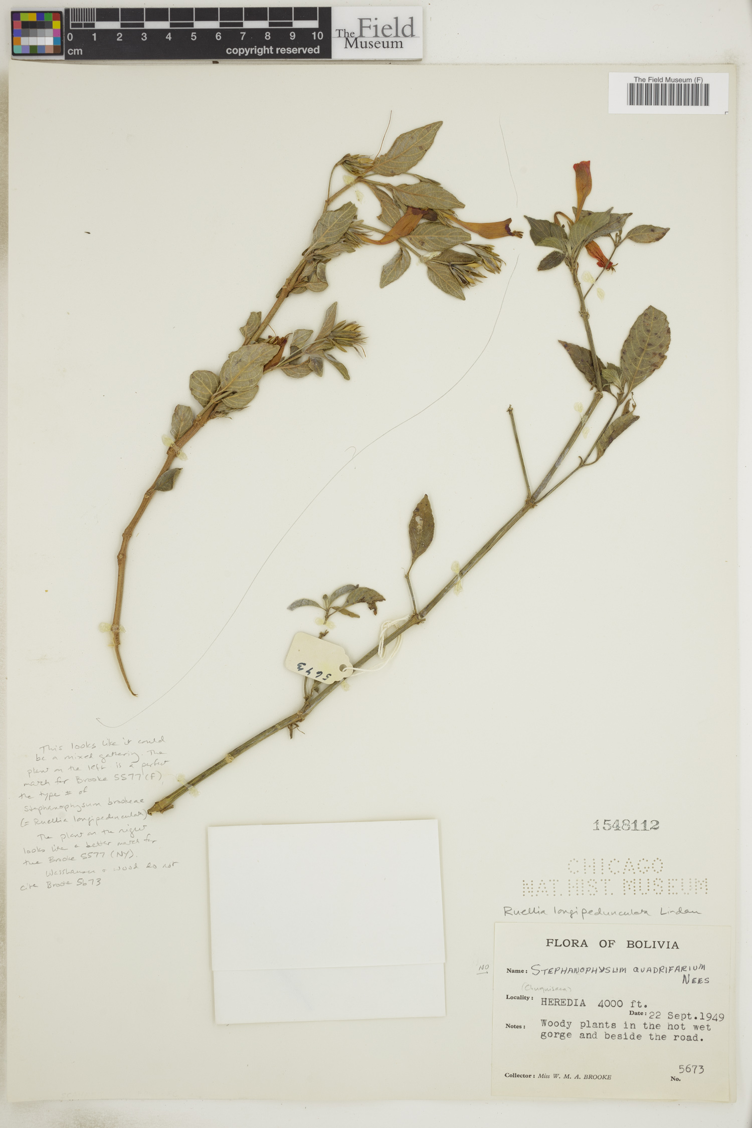 Ruellia longipedunculata image
