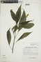 Ruellia macrophylla image