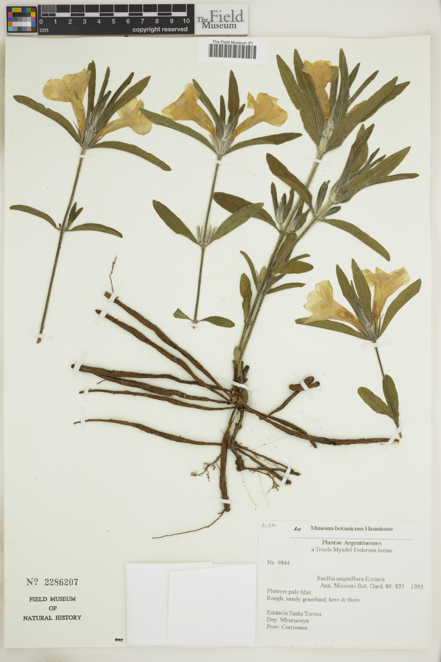 Ruellia magniflora image