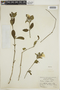 Ruellia multifolia image